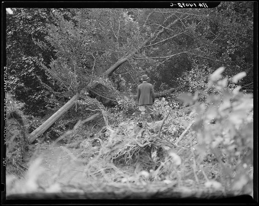 Untitled photo, possibly related to: Earliest stages of land clearing at Greenbelt, Maryland