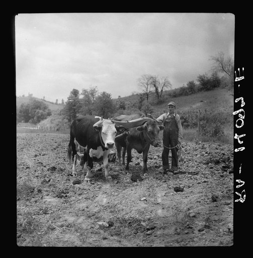 Untitled photo, possibly related to: Yoke of oxen, "Brown Buck" and "Black Buck," on farm near Eatons, West Virginia. Driven by Clarence Todd