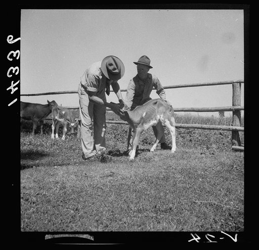 Untitled photo, possibly related to: Veterinary advising on care and health of young calves. Fremont County, Idaho