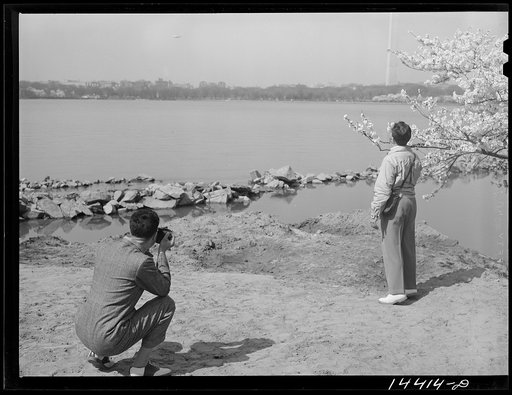 Untitled photo, possibly related to: Cherry Blossom Festival, Washington, D.C.