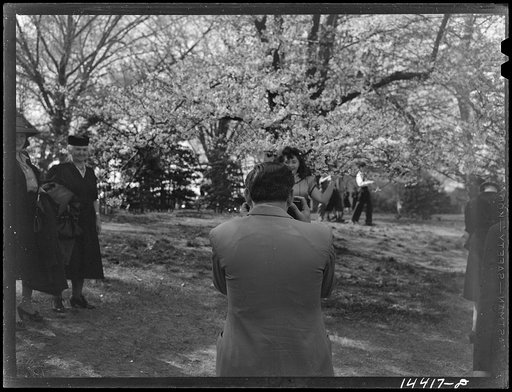 Untitled photo, possibly related to: Put more blossoms around her head. Cherry Blossom Festival, Washington, D.C.