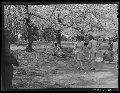 Untitled photo, possibly related to: Cherry Blossom Festival, Washington, D.C.