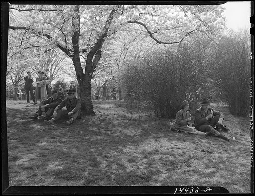 Untitled photo, possibly related to: Cherry Blossom Festival, Washington, D.C.