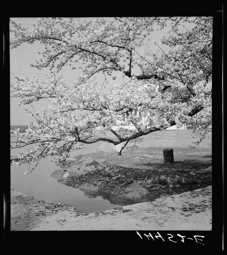 Untitled photo, possibly related to: Cherry blossoms over the Tidal Basin. Washington, D.C.