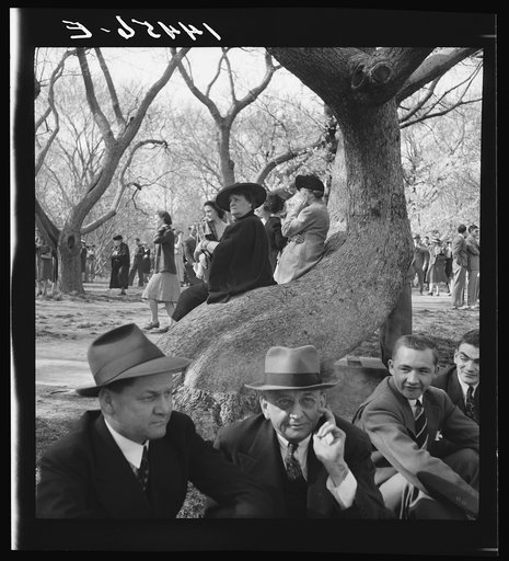 Untitled photo, possibly related to: Cherry Blossom Festival, Washington, D.C.