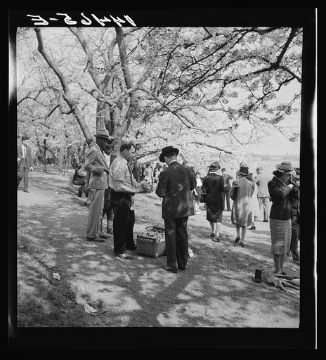 Untitled photo, possibly related to: Cherry Blossom Festival, Washington, D.C.
