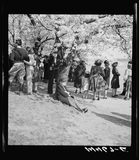 Untitled photo, possibly related to: Cherry Blossom Festival, Washington, D.C.