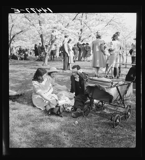 Untitled photo, possibly related to: Cherry Blossom Festival, Washington, D.C.