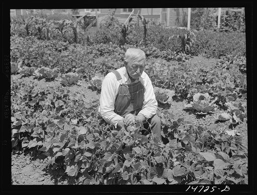 Woodville, California. Farm security administration farm workers' community. An inhabitant in his garden.