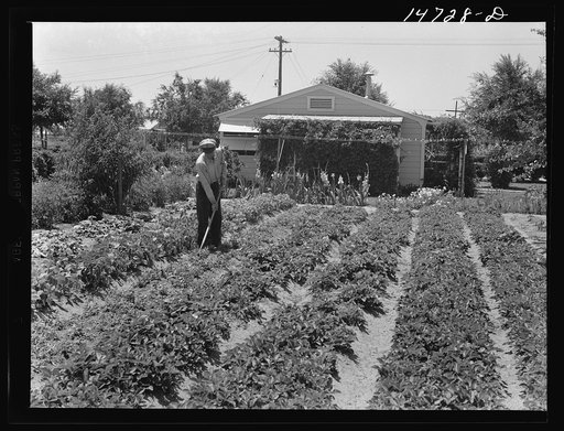 Woodville, California. Farm security administration farm workers' community. An inhabitant in his garden.