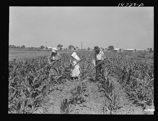 Woodville, California. Farm security administration farm workers' community. An inhabitant hoeing corn in one of the gardens.