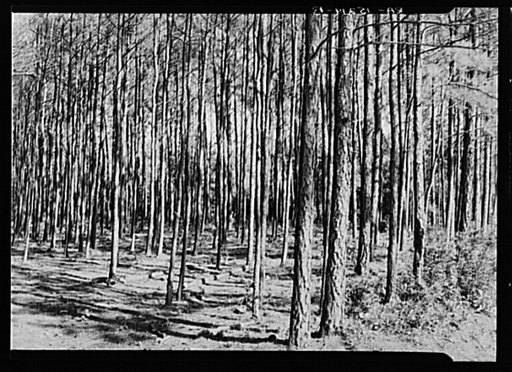A good stand of timber on Eastern Shore land use project, Maryland
