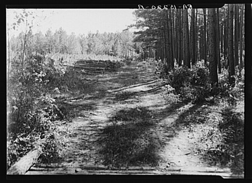 Various stages of timber growth on Eastern Shore land use project, Maryland