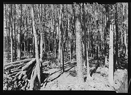 Brush cleared, timber thinned, and wood piled. Eastern Shore land use project, Maryland