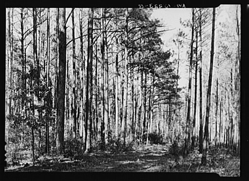 Stand of timber on the Eastern Shore Land Use Project, Maryland