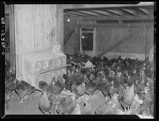 Untitled photo, possibly related to: Chicken incubator. Westmoreland Homesteads, Pennsylvania