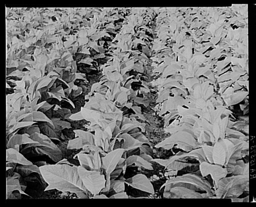Broadleaf tobacco. Connecticut