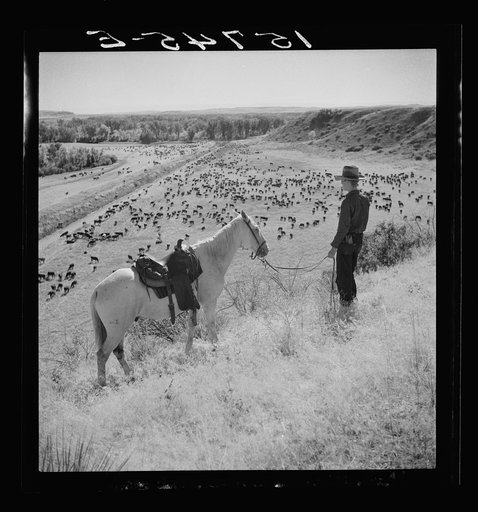 "Then Came the Cattle." Scene from the "Plow that Broke the Plains," Resettlement Administration motion picture. A dramatized epic of the grasslands. Montana