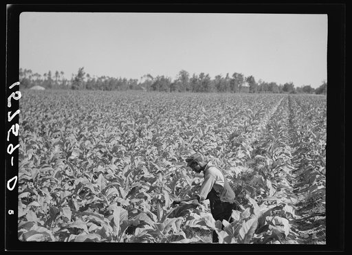 Tobacco field. Florence County, South Carolina
