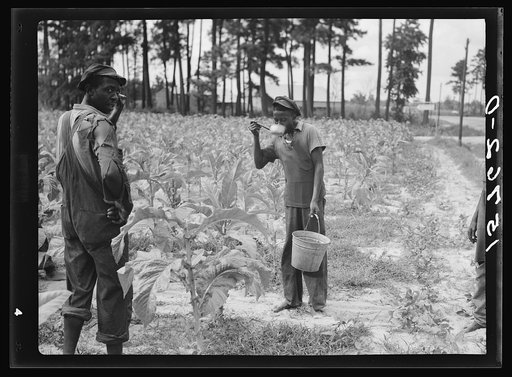 Tobacco workers. Florence County, South Carolina