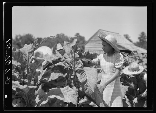 Tobacco. Florence County, South Carolina