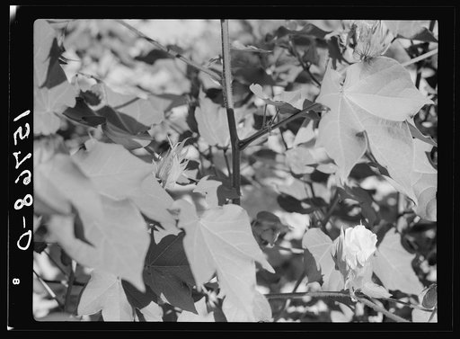 Tobacco. Florence County, South Carolina