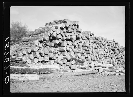 Pine logs. Florence County, South Carolina