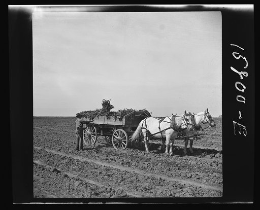 Loading wagon with sugar beets. Colorado