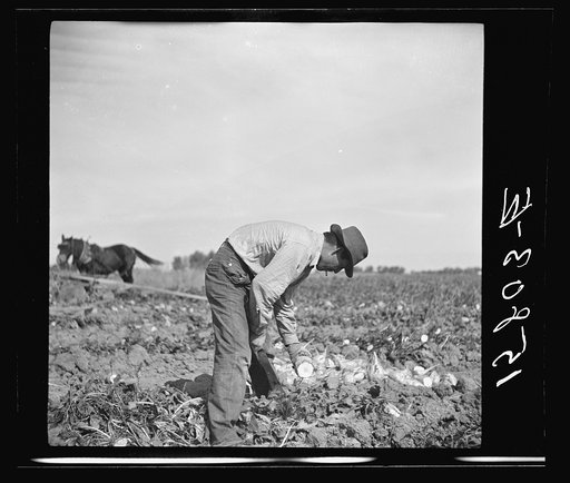 Sugar beet worker. Colorado
