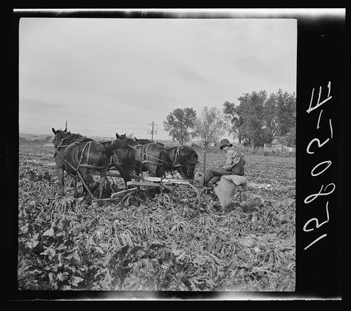 Sugar beet worker. Colorado