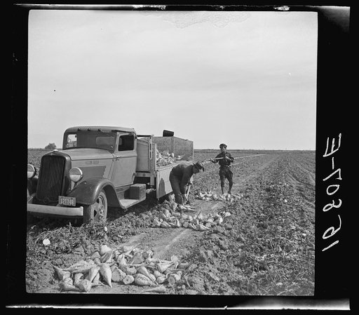 Loading wagon with sugar beets. Colorado