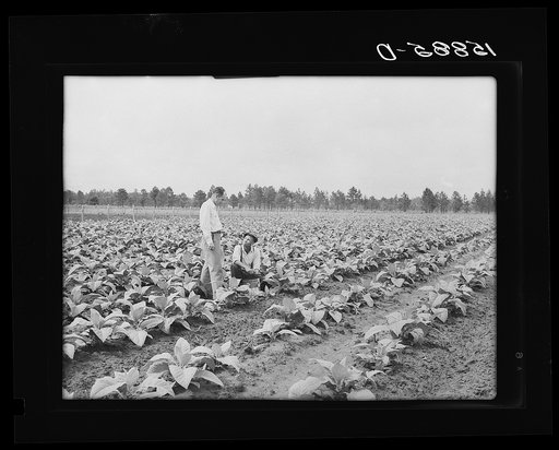 Mr. Locklear with community manager in tobacco field. Pembroke Farms, North Carolina