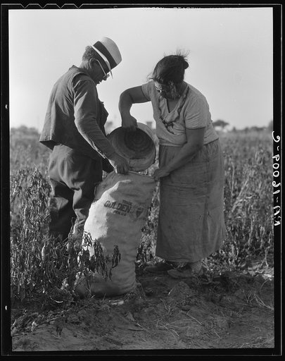 Mexican townfolk sacking peppers near Stockton, California