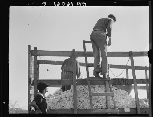 Untitled photo, possibly related to: Cotton weigher. Southern San Joaquin Valley, California