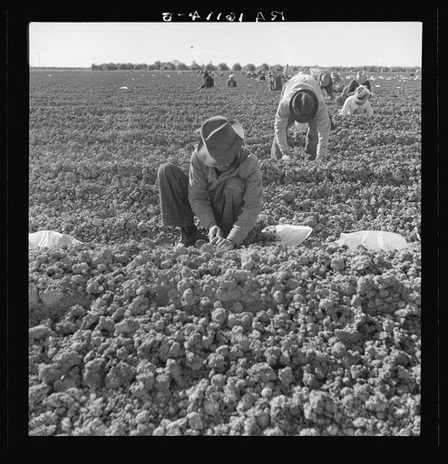 The kind of work drought refugees and Mexicans do in the Imperial Valley, California. Planting cantaloupe