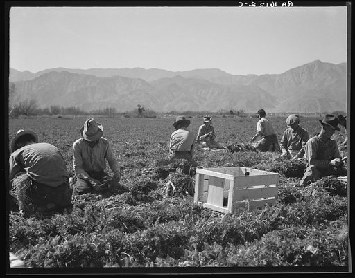 Carrot pullers from Texas, Oklahoma, Missouri, Arkansas and Mexico. "We come from all states and we can't make a dollar in this field noways. Working from seven in the morning until twelve noon, we earn an average of thirty-five cents." California
