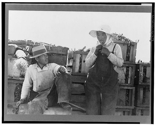 Japanese agricultural workers packing broccoli near Guadalupe, California