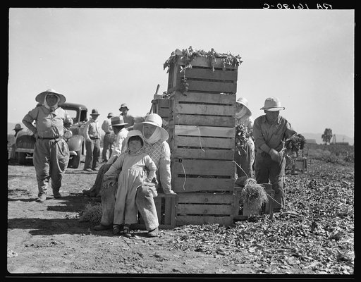 Japanese agricultural workers packing broccoli near Guadalupe, California