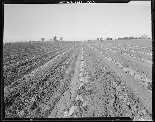 Capped cantaloupe. Imperial Valley, California