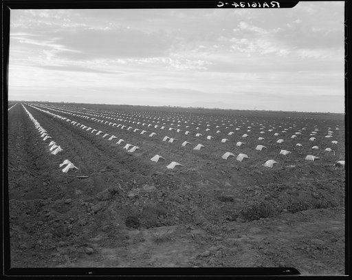 Capped cantaloupe. Imperial Valley, California