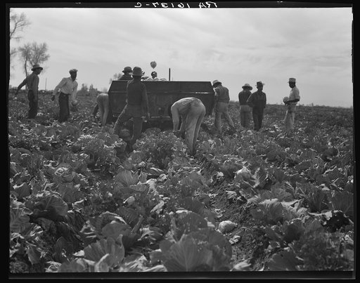 Cabbage harvesting. Imperial Valley, California