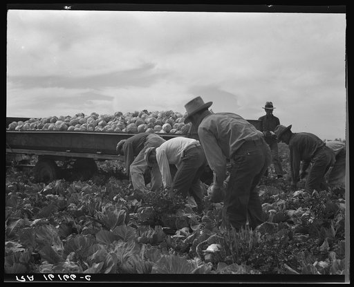 Cabbage cutting and hauling by new Vessey (flat truck) system, now also used in carrots and lettuce. Imperial Valley, California