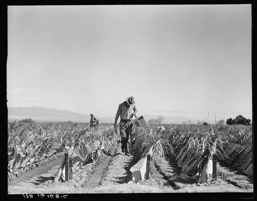 Desert agriculture. Brushed chili field. Replanting chili plants on a Japanese-owned ranch. Sticks, palm leaves and paper are used for protection against wind and cold. Tomato plants are cultivated by the same method. Imperial Valley, California
