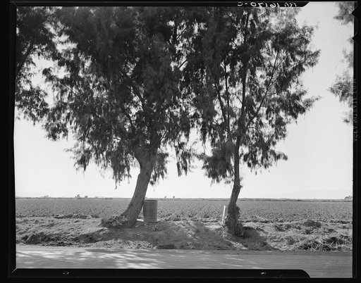 Pea fields of the Imperial Valley, California. Tamarisk trees are commonly planted along the irrigation ditches for shade so necessary in this desert valley. Note water barrels