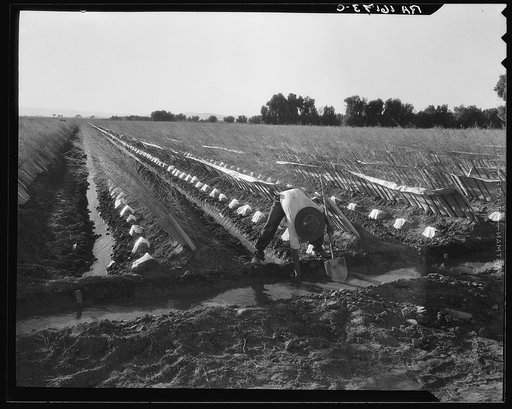 Irrigator in brushed and capped cantaloupe field. Imperial Valley, California
