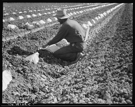 One of a Mexican field gang of migratory laborers thinning and weeding cantaloupe plants. The young plants are "capped" with wax paper spread over a wire wicket to protect against cold and accelerate growth. The laborers' wages are thirty cents an hour. Imperial Valley, California
