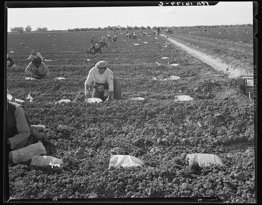Mexican gang of migratory laborers under a Japanese field boss. These men are thinning and weeding cantaloupe plants. Wages thirty cents an hour. These young plants are "capped" with wax paper spread over a wire wicket to protect against cold and to accelerate growth. Imperial Valley, California