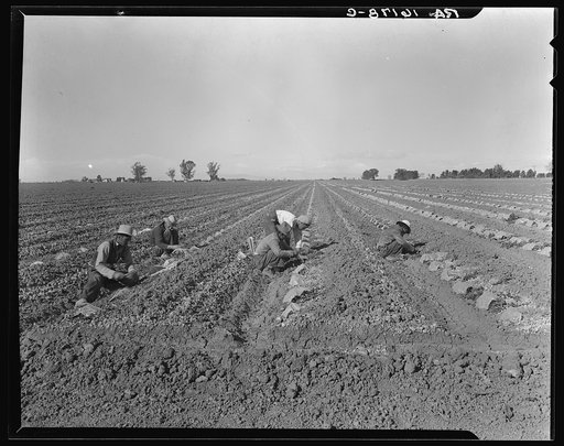 Mexican gang of migratory laborers under a Japanese field boss. These men are thinning and weeding cantaloupe plants. Wages thirty cents an hour. These young plants are "capped" with wax paper spread over a wire wicket to protect against cold and to accelerate growth. Imperial Valley, California