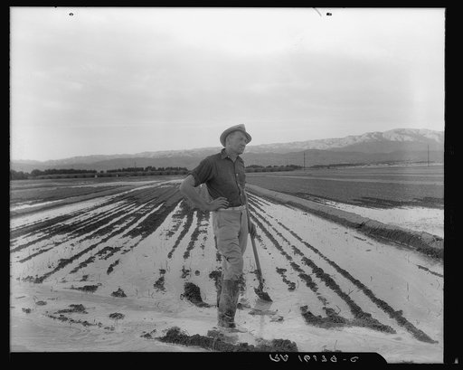 Field worker irrigating alfalfa and barley fields. The field produces eleven cuttings of alfalfa a year, yields nine to ten tons to the acre; sold for twenty-two dollars per ton in 1936. Near Indio, Coachella Valley, California