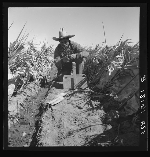 Desert agriculture. Brushed chili field. Replanting chili plants on a Japanese-owned ranch. Imperial Valley, California
